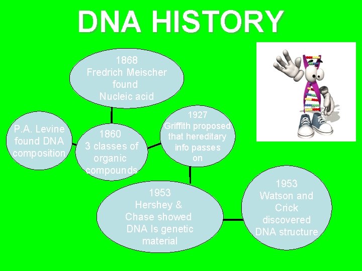 DNA HISTORY 1868 Fredrich Meischer found Nucleic acid P. A. Levine found DNA composition