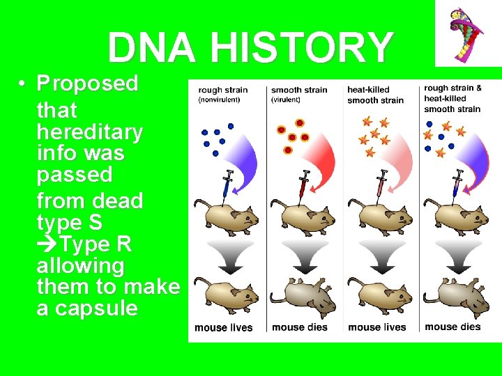 DNA HISTORY • Proposed that hereditary info was passed from dead type S Type