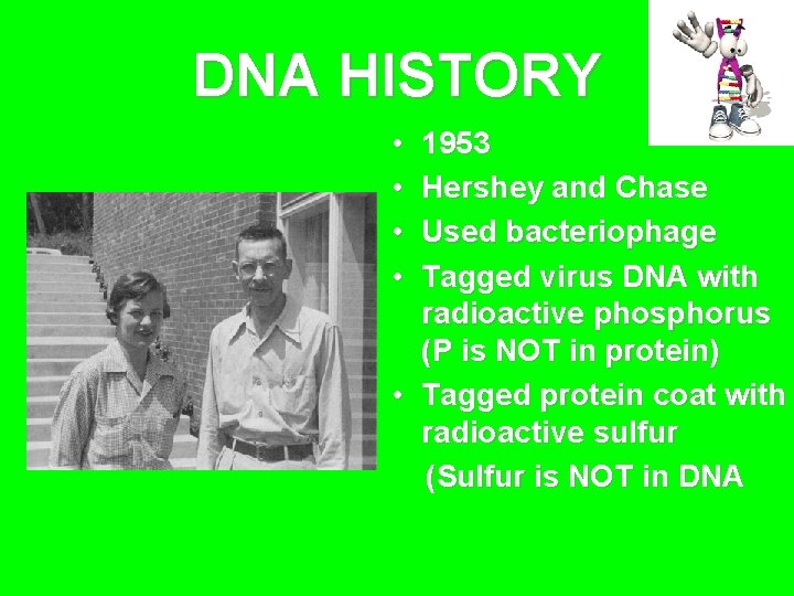 DNA HISTORY • • 1953 Hershey and Chase Used bacteriophage Tagged virus DNA with