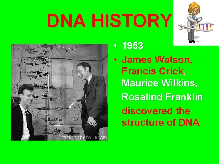 DNA HISTORY • 1953 • James Watson, Francis Crick, Maurice Wilkins, Rosalind Franklin discovered