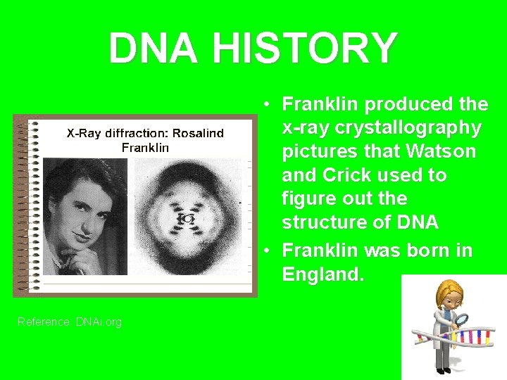 DNA HISTORY • Franklin produced the x-ray crystallography pictures that Watson and Crick used