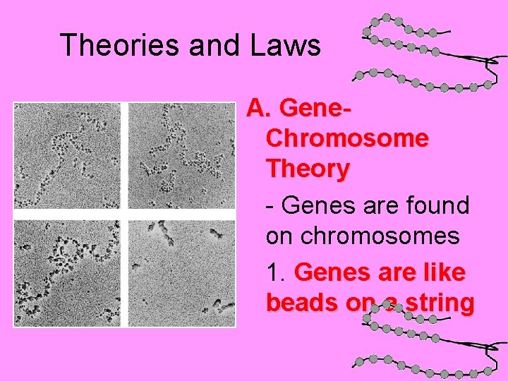 Theories and Laws A. Gene. Chromosome Theory - Genes are found on chromosomes 1.