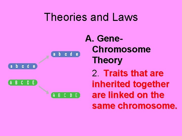 Theories and Laws A. Gene. Chromosome Theory 2. Traits that are inherited together are