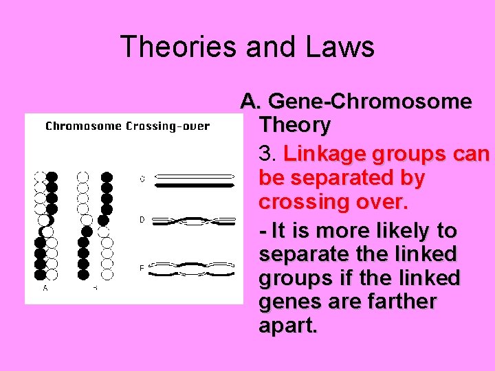 Theories and Laws A. Gene-Chromosome Theory 3. Linkage groups can be separated by crossing