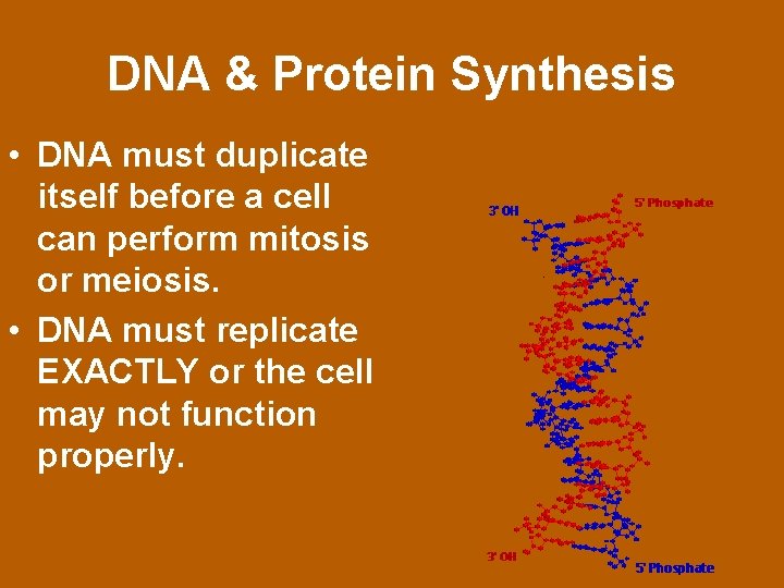 DNA & Protein Synthesis • DNA must duplicate itself before a cell can perform