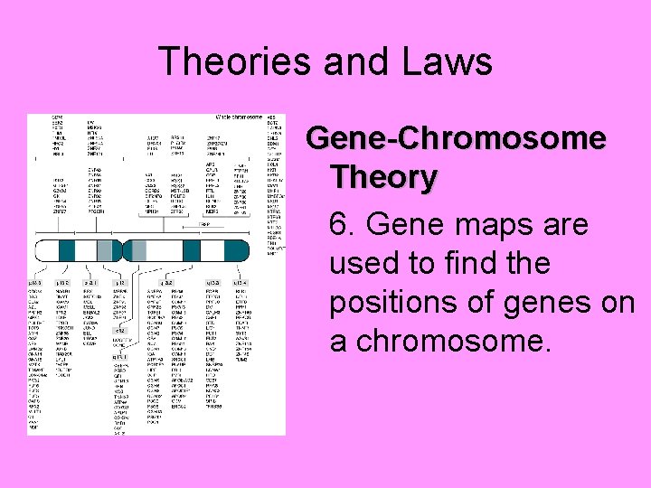 Theories and Laws Gene-Chromosome Theory 6. Gene maps are used to find the positions