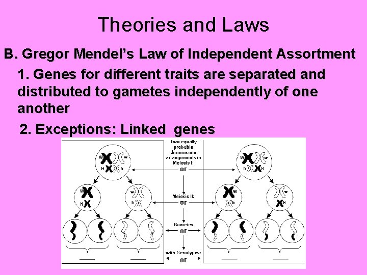 Theories and Laws B. Gregor Mendel’s Law of Independent Assortment 1. Genes for different
