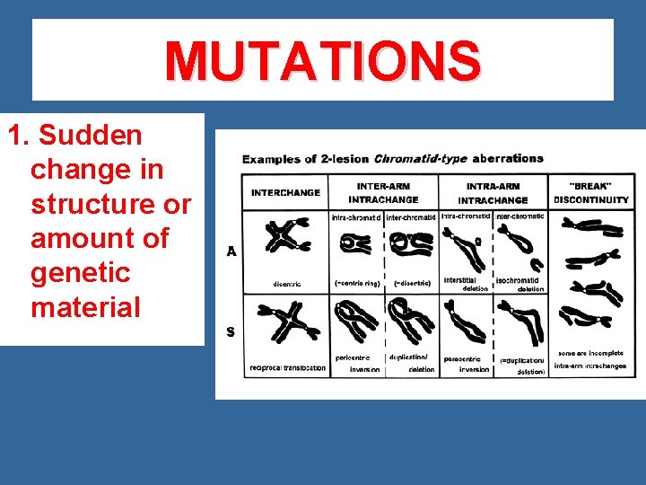 MUTATIONS 1. Sudden change in structure or amount of genetic material 