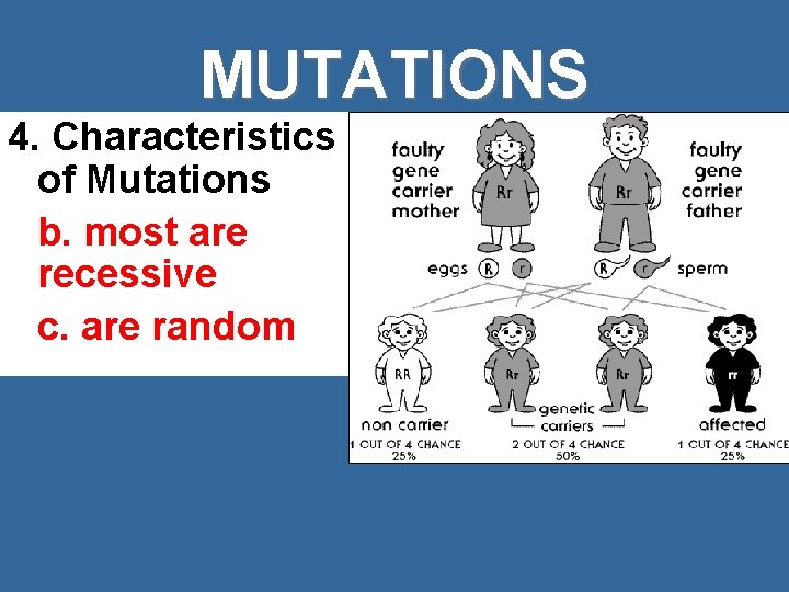 MUTATIONS 4. Characteristics of Mutations b. most are recessive c. are random 