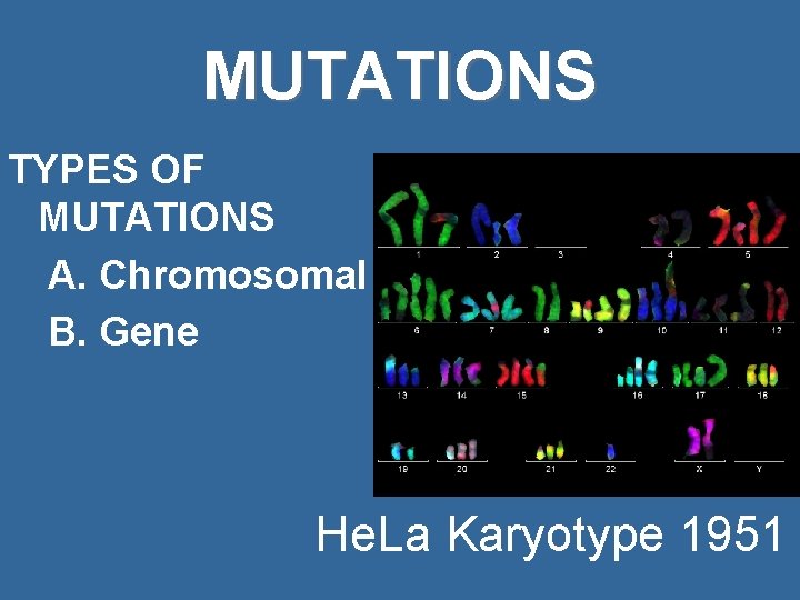 MUTATIONS TYPES OF MUTATIONS A. Chromosomal B. Gene He. La Karyotype 1951 