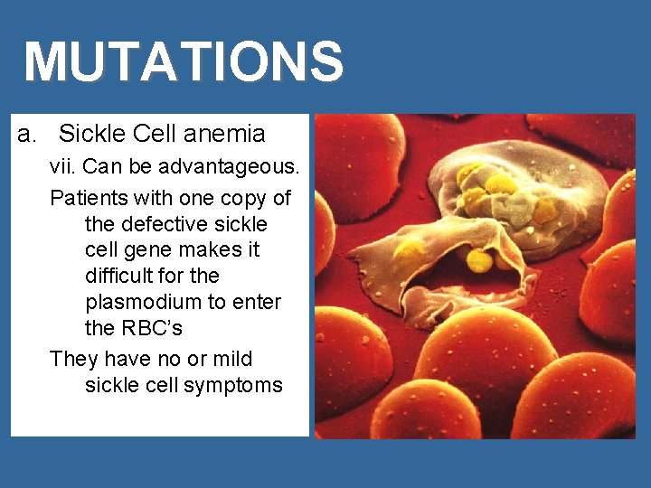MUTATIONS a. Sickle Cell anemia vii. Can be advantageous. Patients with one copy of