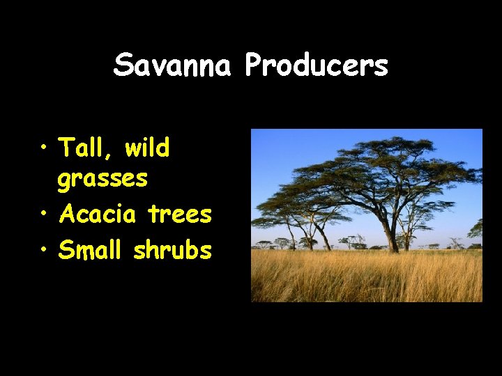 Savanna Producers • Tall, wild grasses • Acacia trees • Small shrubs 