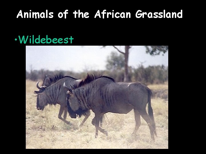 Animals of the African Grassland • Wildebeest 