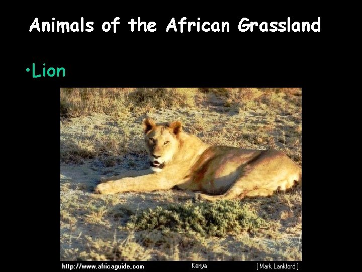 Animals of the African Grassland • Lion 