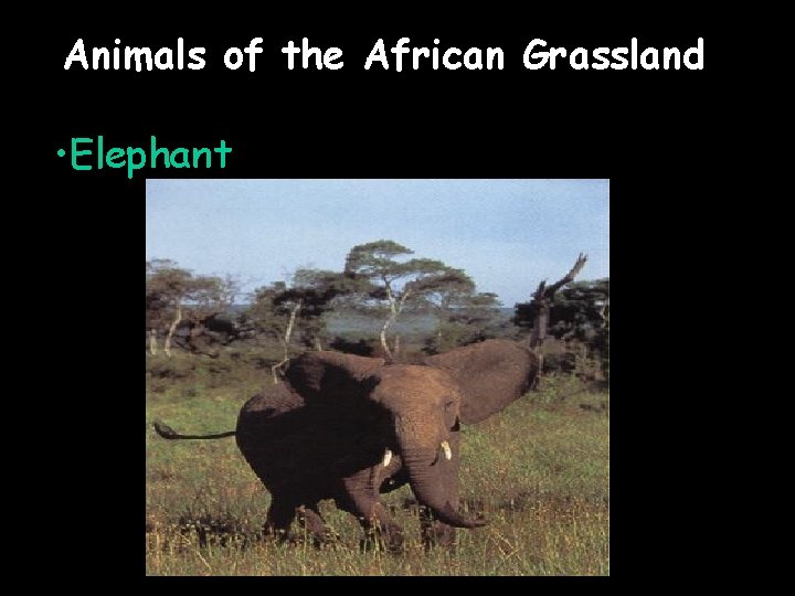 Animals of the African Grassland • Elephant 