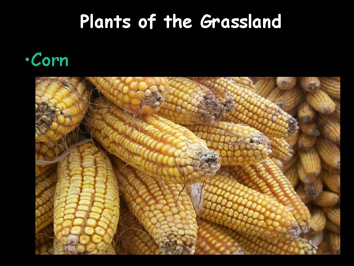 Plants of the Grassland • Corn 