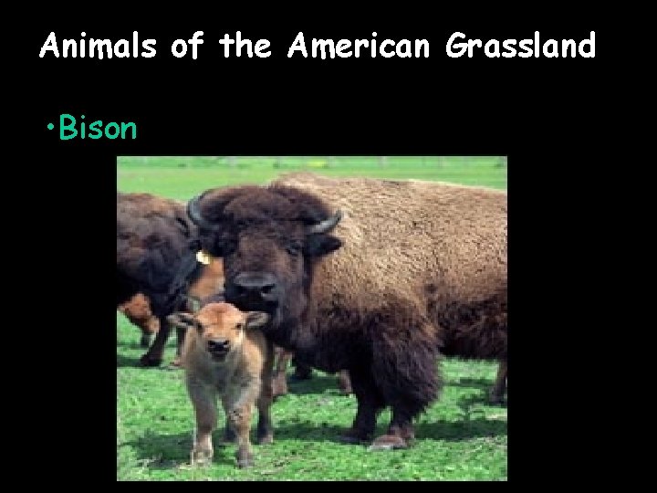 Animals of the American Grassland • Bison 