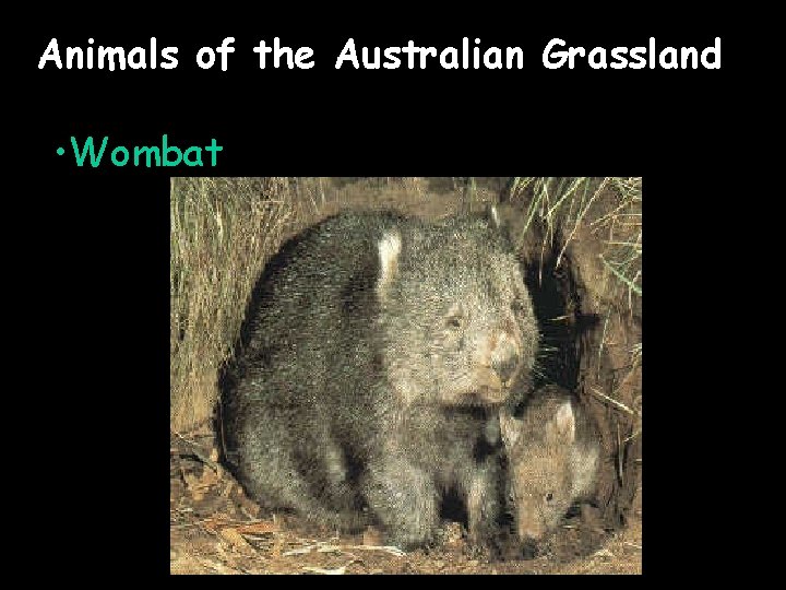 Animals of the Australian Grassland • Wombat 