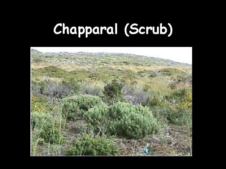 Chapparal (Scrub) 