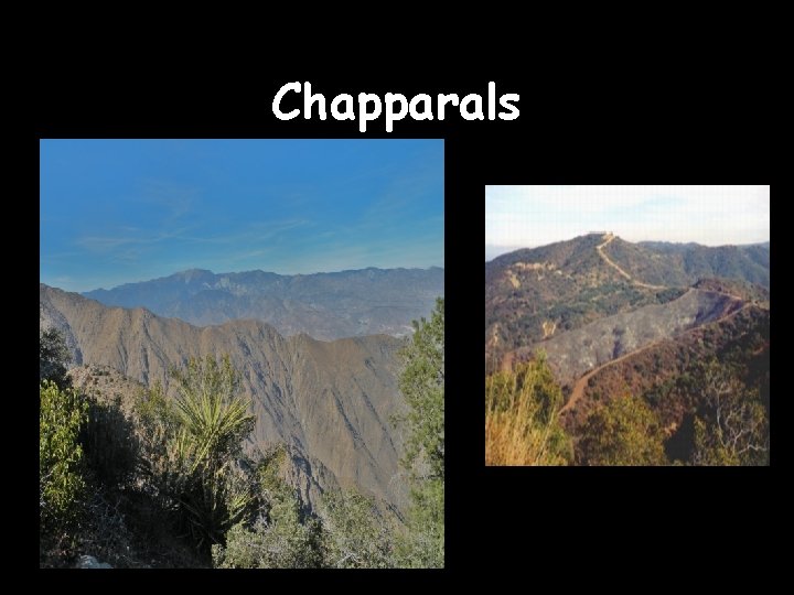 Chapparals 