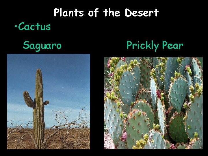  • Cactus Plants of the Desert Saguaro Prickly Pear 