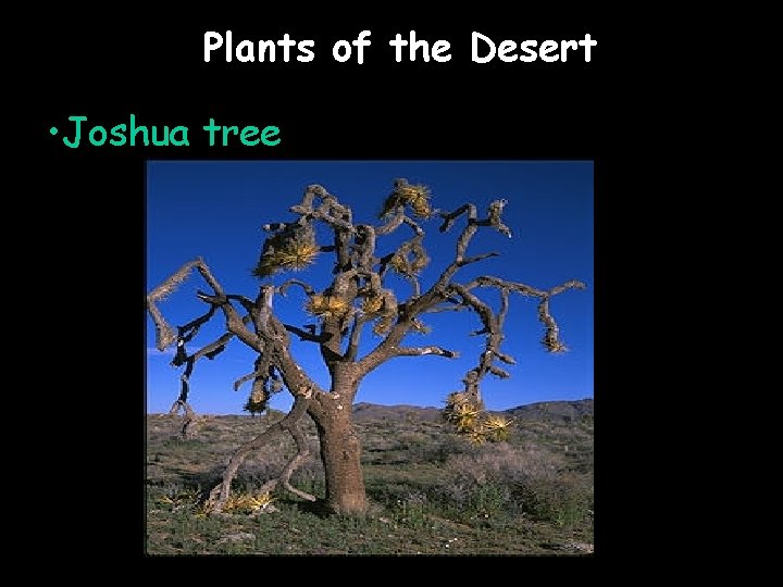 Plants of the Desert • Joshua tree 
