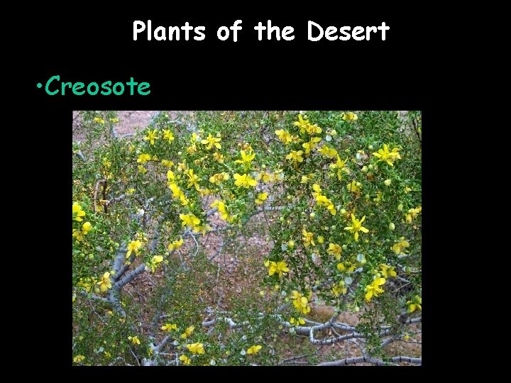 Plants of the Desert • Creosote 