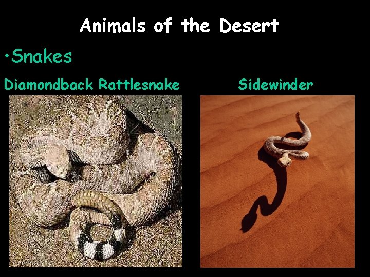 Animals of the Desert • Snakes Diamondback Rattlesnake Sidewinder 