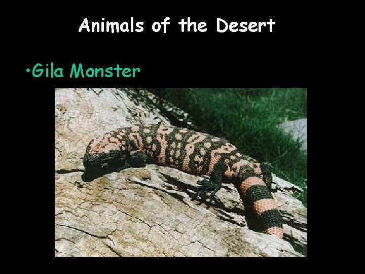 Animals of the Desert • Gila Monster 