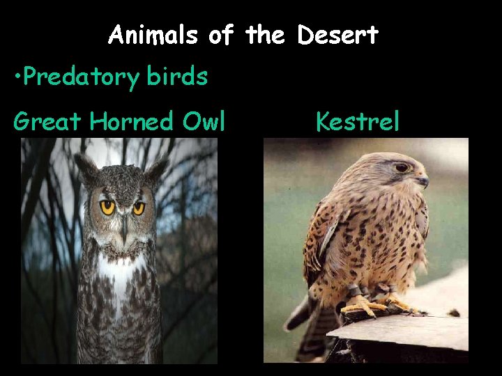 Animals of the Desert • Predatory birds Great Horned Owl Kestrel 