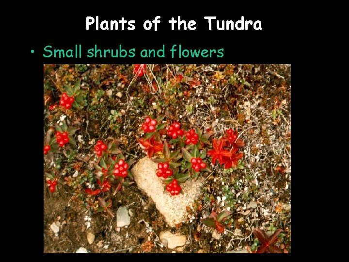 Plants of the Tundra • Small shrubs and flowers 