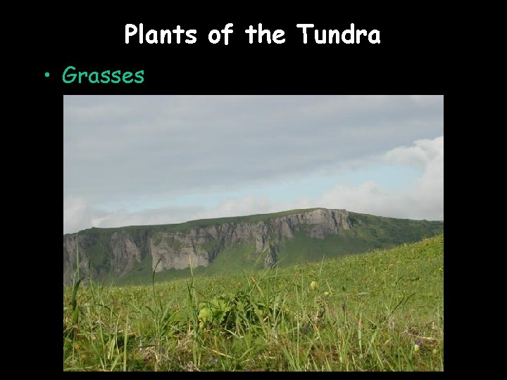 Plants of the Tundra • Grasses 