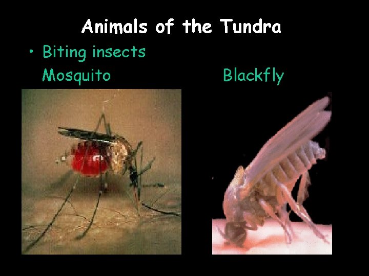 Animals of the Tundra • Biting insects Mosquito Blackfly 