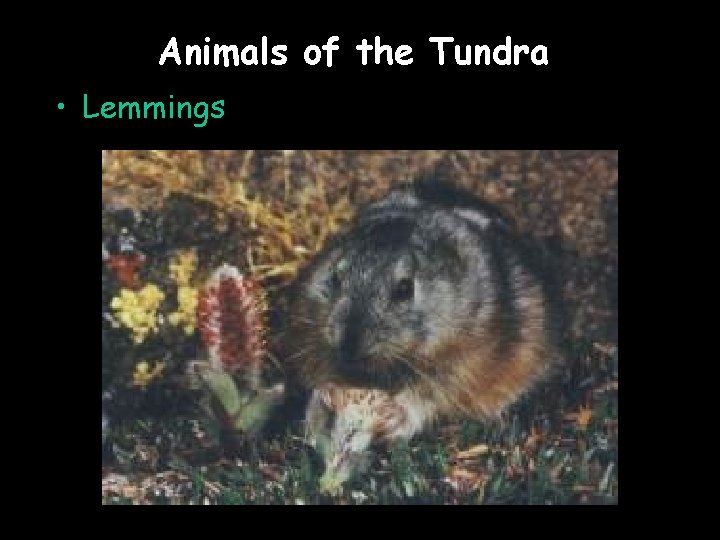 Animals of the Tundra • Lemmings 