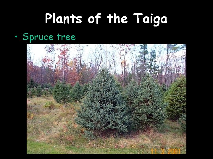 Plants of the Taiga • Spruce tree 