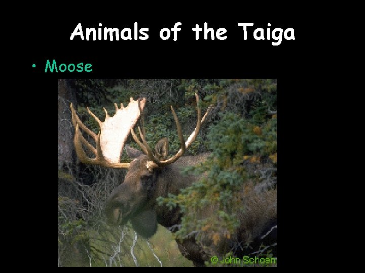 Animals of the Taiga • Moose 