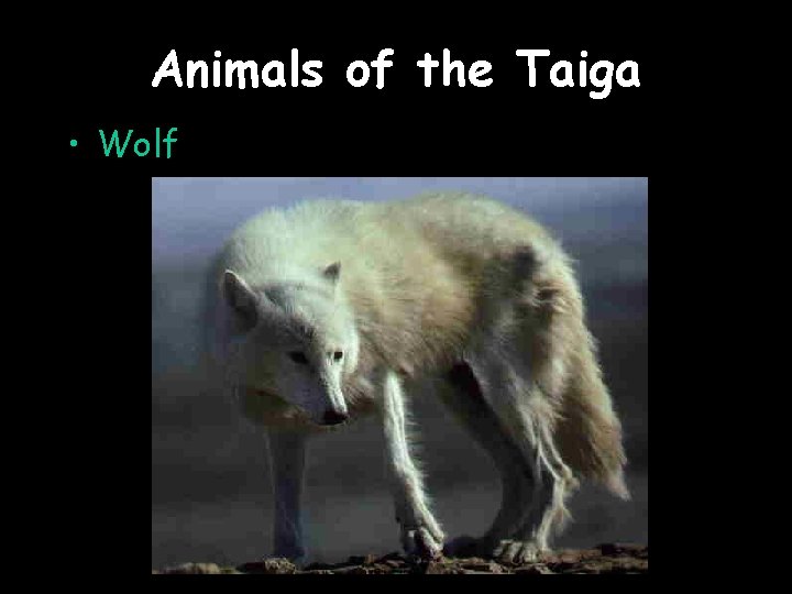 Animals of the Taiga • Wolf 