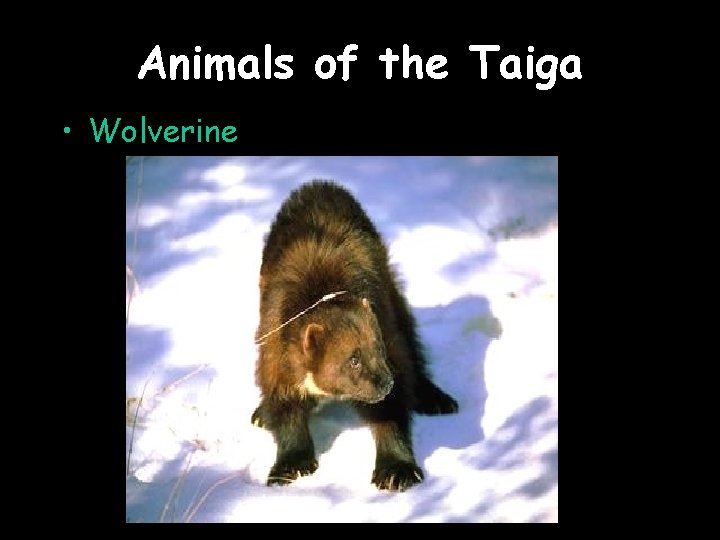 Animals of the Taiga • Wolverine 