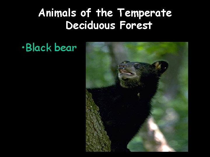 Animals of the Temperate Deciduous Forest • Black bear 