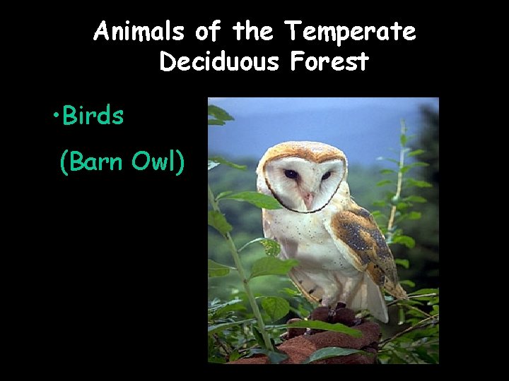 Animals of the Temperate Deciduous Forest • Birds (Barn Owl) 