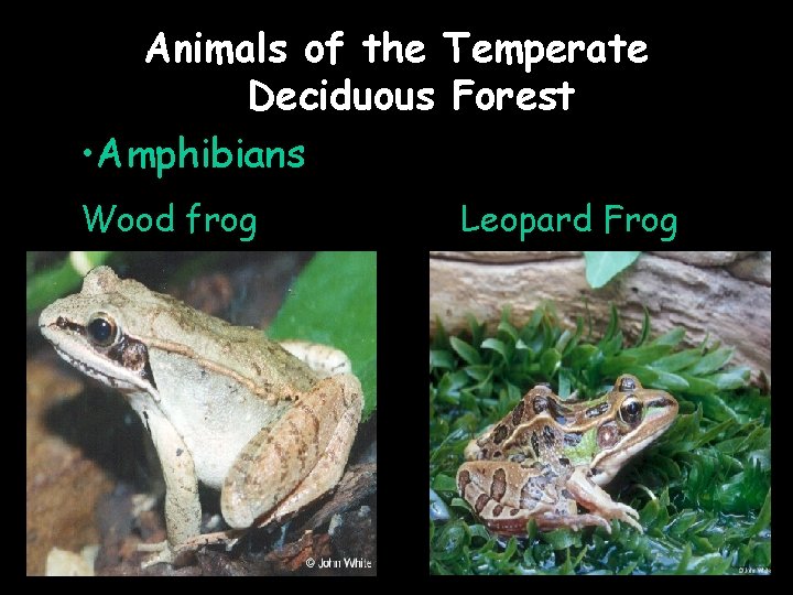 Animals of the Temperate Deciduous Forest • Amphibians Wood frog Leopard Frog 