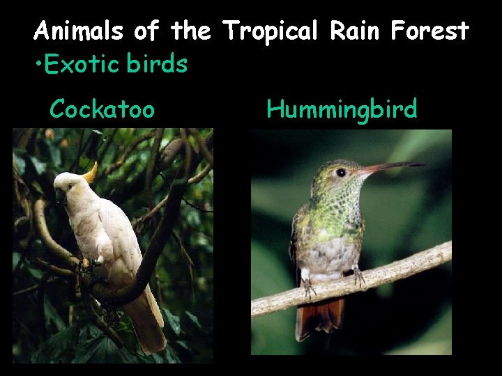 Animals of the Tropical Rain Forest • Exotic birds Cockatoo Hummingbird 