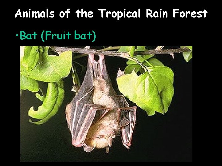 Animals of the Tropical Rain Forest • Bat (Fruit bat) 