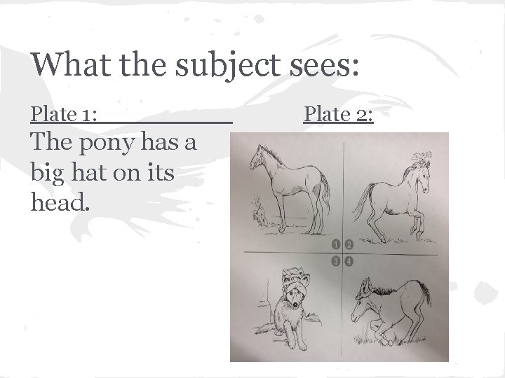 What the subject sees: Plate 1: The pony has a big hat on its