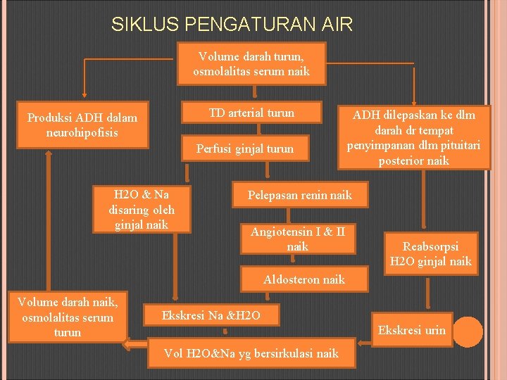 SIKLUS PENGATURAN AIR Volume darah turun, osmolalitas serum naik TD arterial turun Produksi ADH