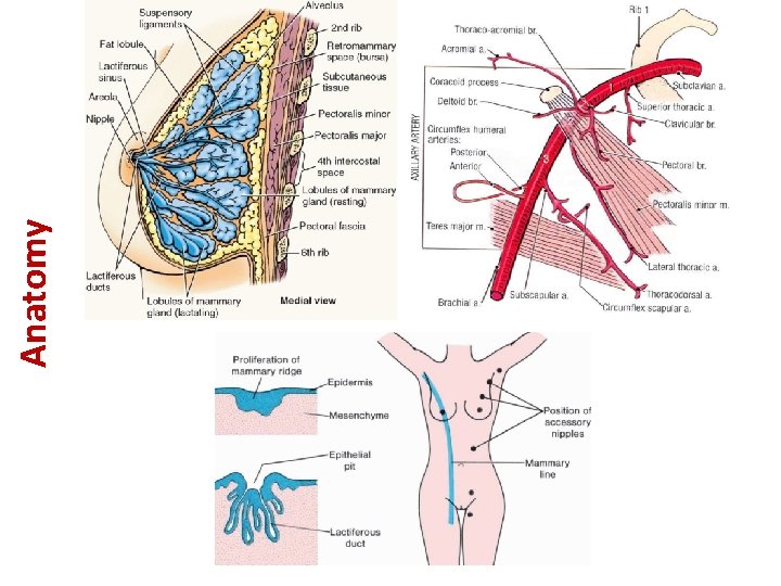 Anatomy 