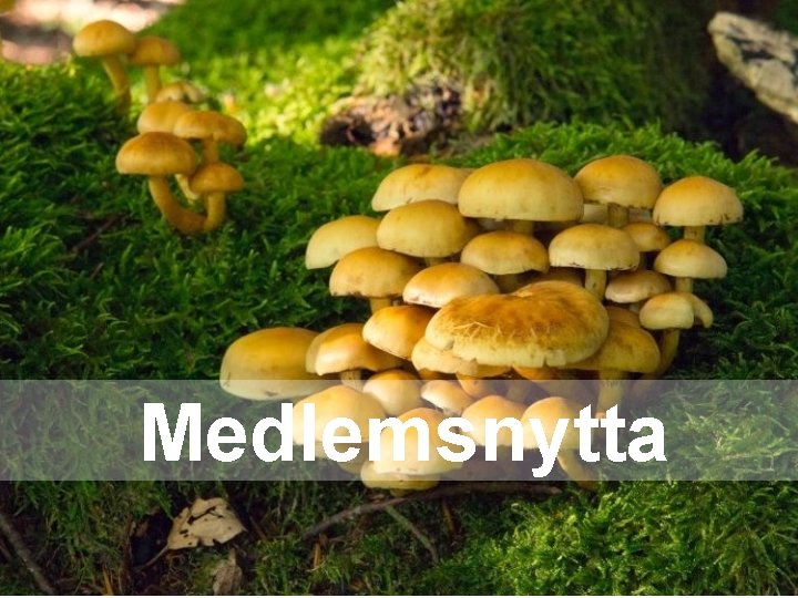 Medlemsnytta Medlemsnytta