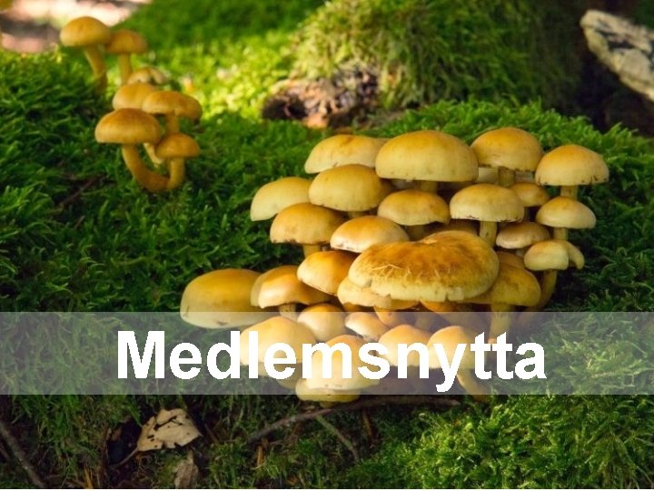 Medlemsnytta 