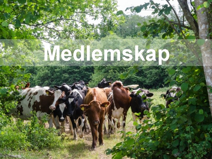 Medlemskap Medlemskap