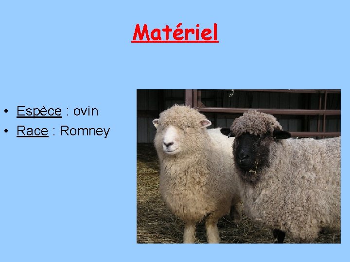 Matériel • Espèce : ovin • Race : Romney 